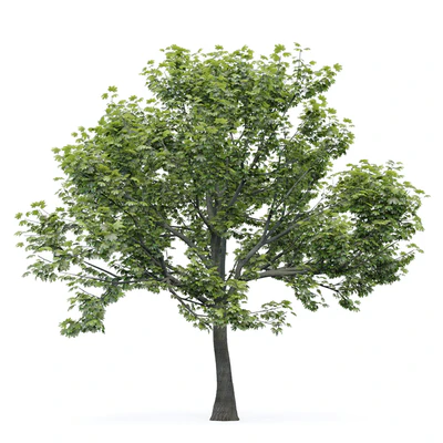 Maple tree — Вид 1