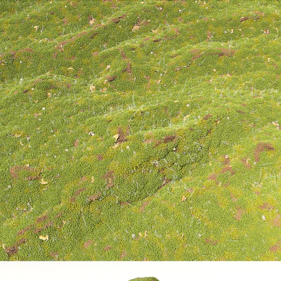 moss collection — Ver 2