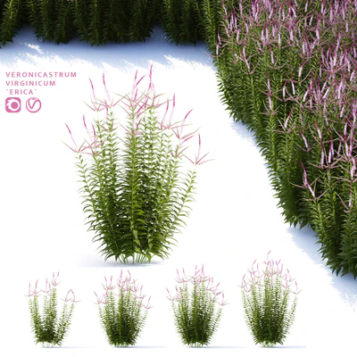 Veronicastrum virgin flowers | Veronicastrum virginicum Erica — Ver 1