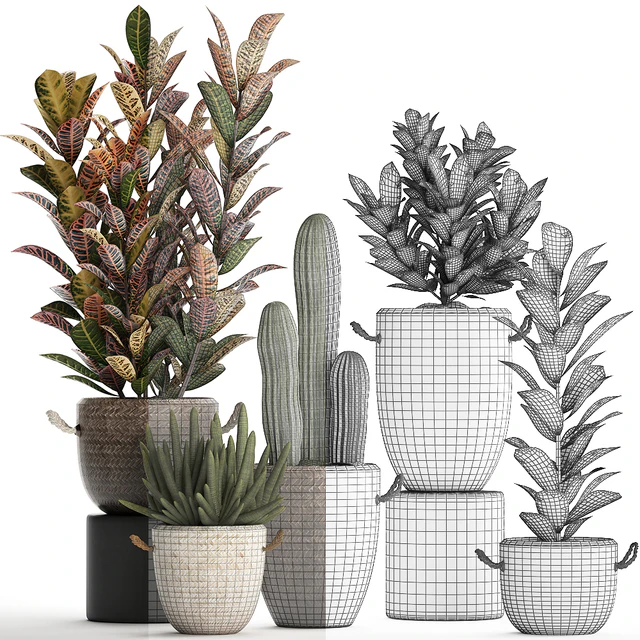 Collection of small plants in modern rattan baskets with Croton tree, cactus, sansevieria cylindrical. Set 433. — Descargar