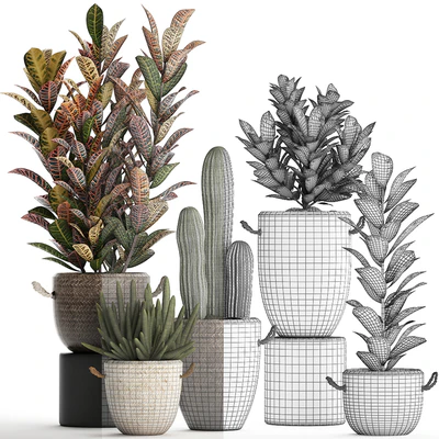 Collection of small plants in modern rattan baskets with Croton tree, cactus, sansevieria cylindrical. Set 433. — Ver 3
