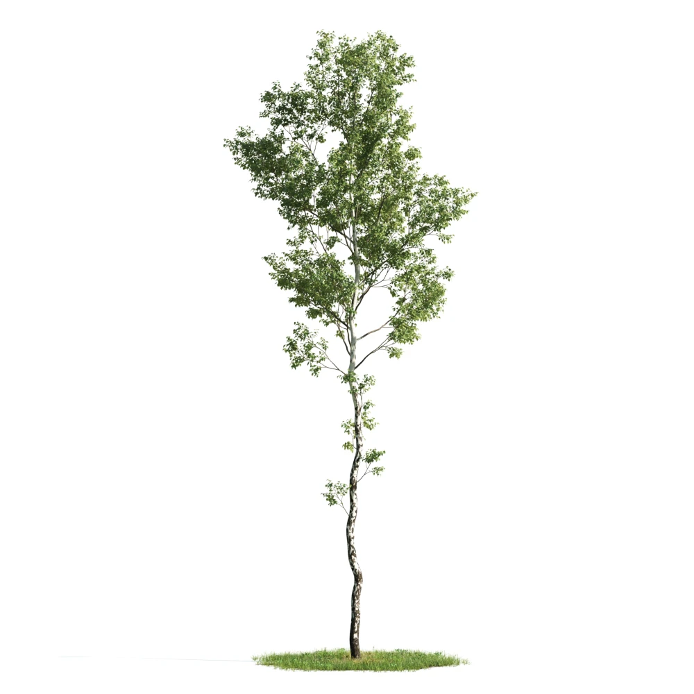trees 002 — Descargar