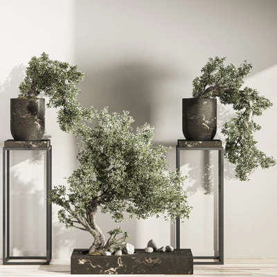 Bonsai and Indoor Plant Set 38 — Вид 3