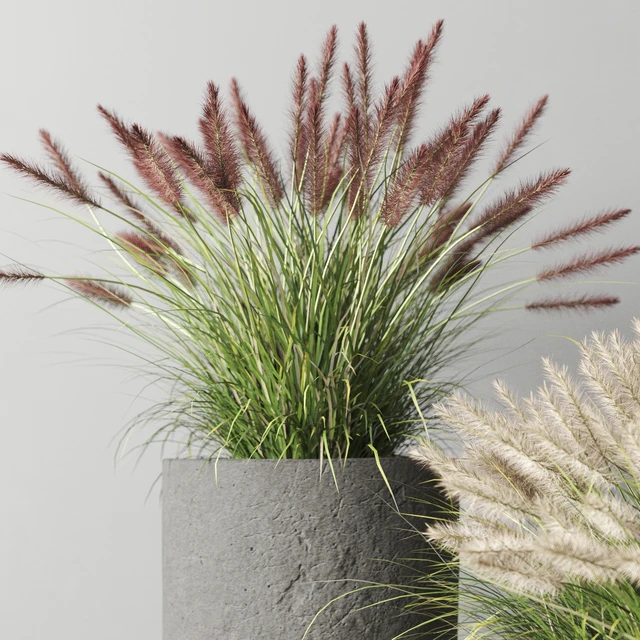 Pennisetum foxtail in concrete pots — Descargar