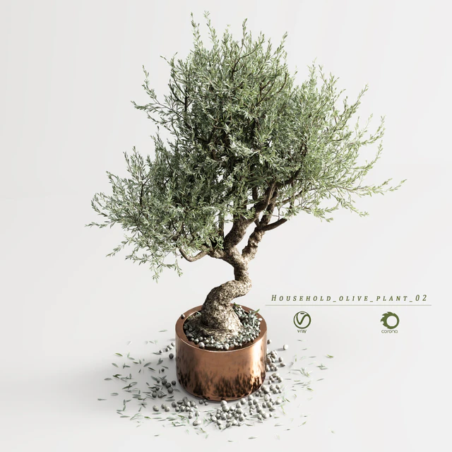 Household olive plant 02 — Скачать
