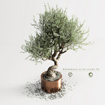 Household olive plant 02 — Вид 3