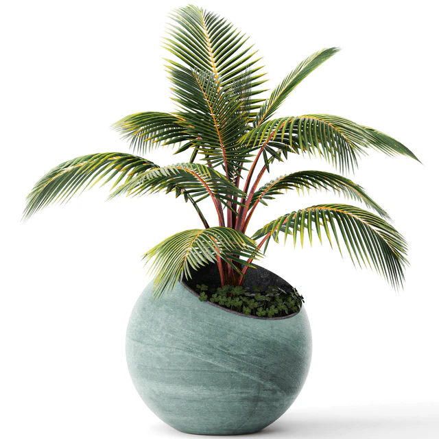 Palm tree, small coconut tree, round pot, flowerpot, outdoor — Descargar