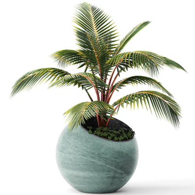 Palm tree, small coconut tree, round pot, flowerpot, outdoor — Ver 1