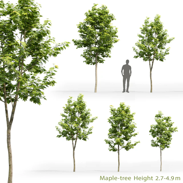Maple — Descargar