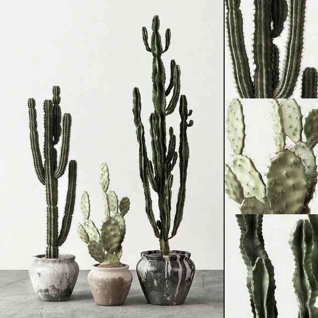 Set of Cactuses — Descargar