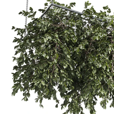 Hanging plants - outdoor plant set 171 — Вид 3