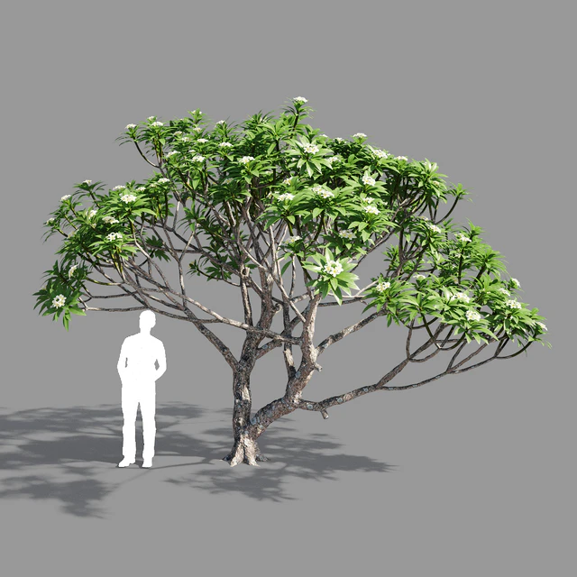 Plumeria 2 — Descargar