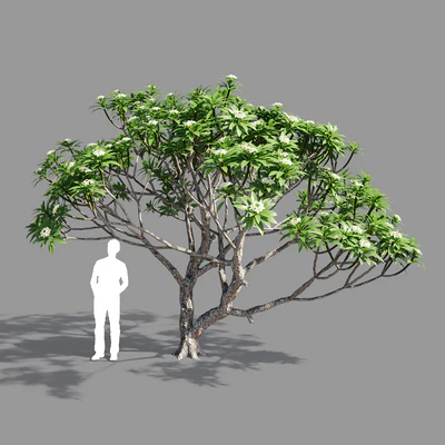 Plumeria 2 — Ver 1