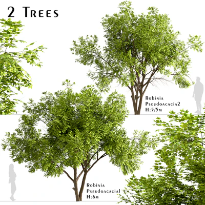 Set of Robinia Pseudoacacia Trees (Black Locust) (2 Trees) — Ver 1