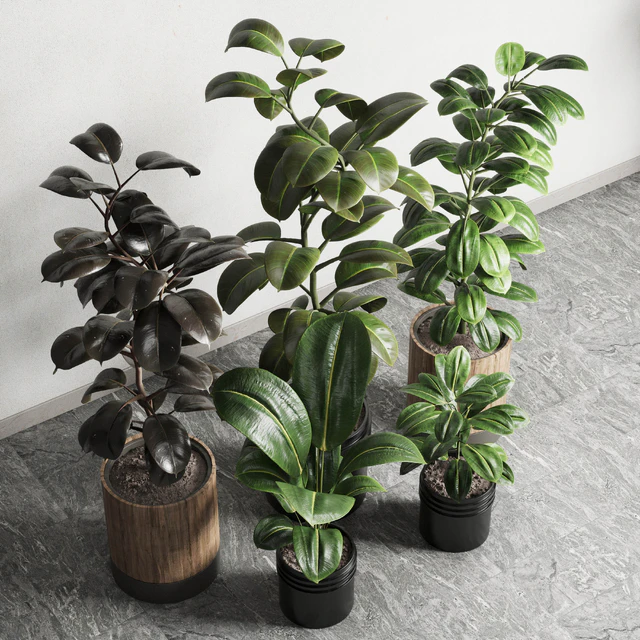 Ficus - Ficus rubbery plant 165 dirty wooden and plastic pots — Descargar