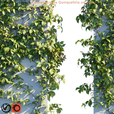 Virginia Creeper | Parthenocissus Quinquefolia on wall  — Вид 2