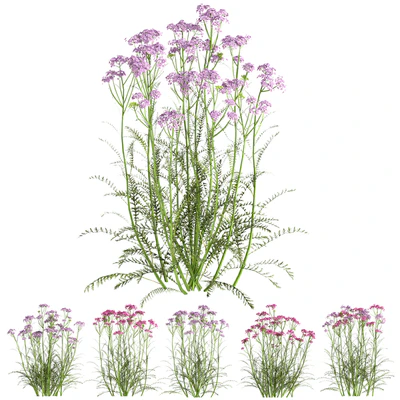 common yarrow02 — Вид 2