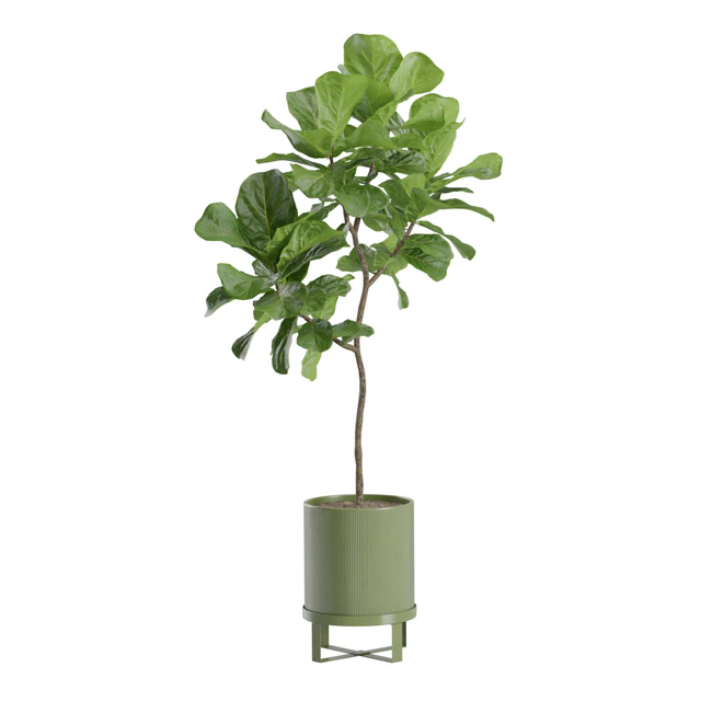 Ficus Lyrata Fiddle leaf — Descargar