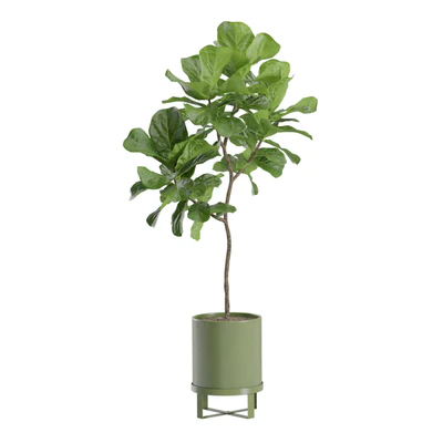 Ficus Lyrata Fiddle leaf — Ver 3