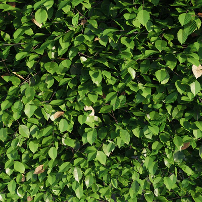 Hornbeam hedge — Ver 5