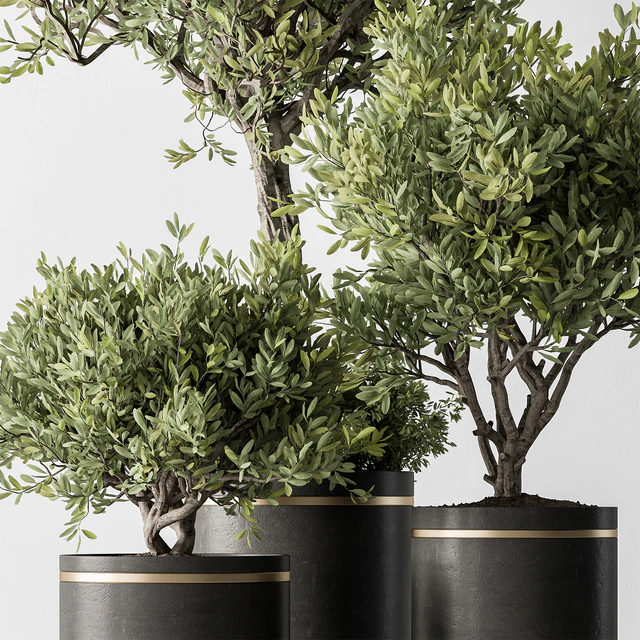 Indoor Plant 660 -Tree in Pot — Descargar
