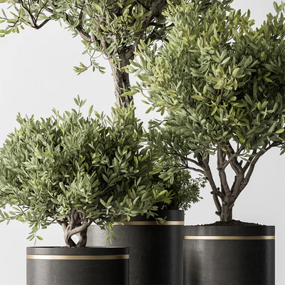 Indoor Plant 660 -Tree in Pot — Ver 3