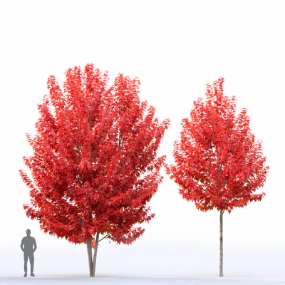 Acer — Ver 4