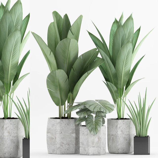 Plant 70 — Скачать
