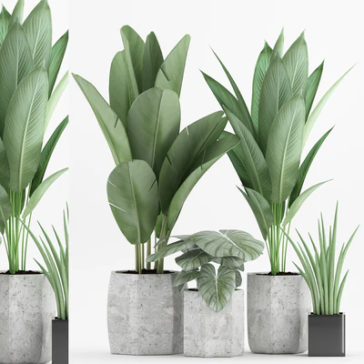Plant 70 — Вид 1