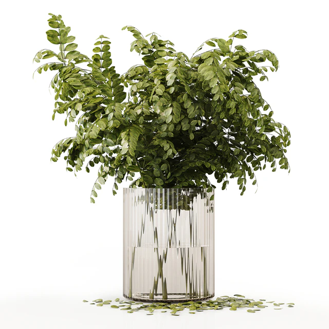 Collection Indoor Plants 020 — Descargar