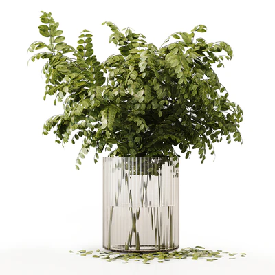 Collection Indoor Plants 020 — Ver 4
