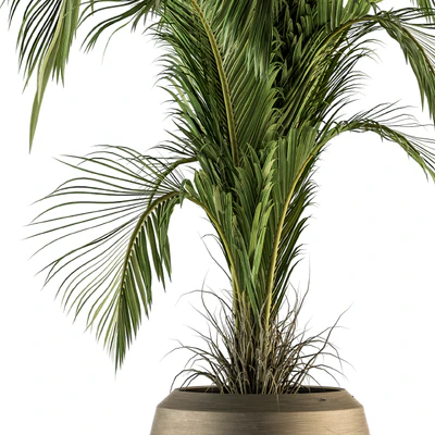 indoor Plant Set 132 - Tropical Plant — Ver 3