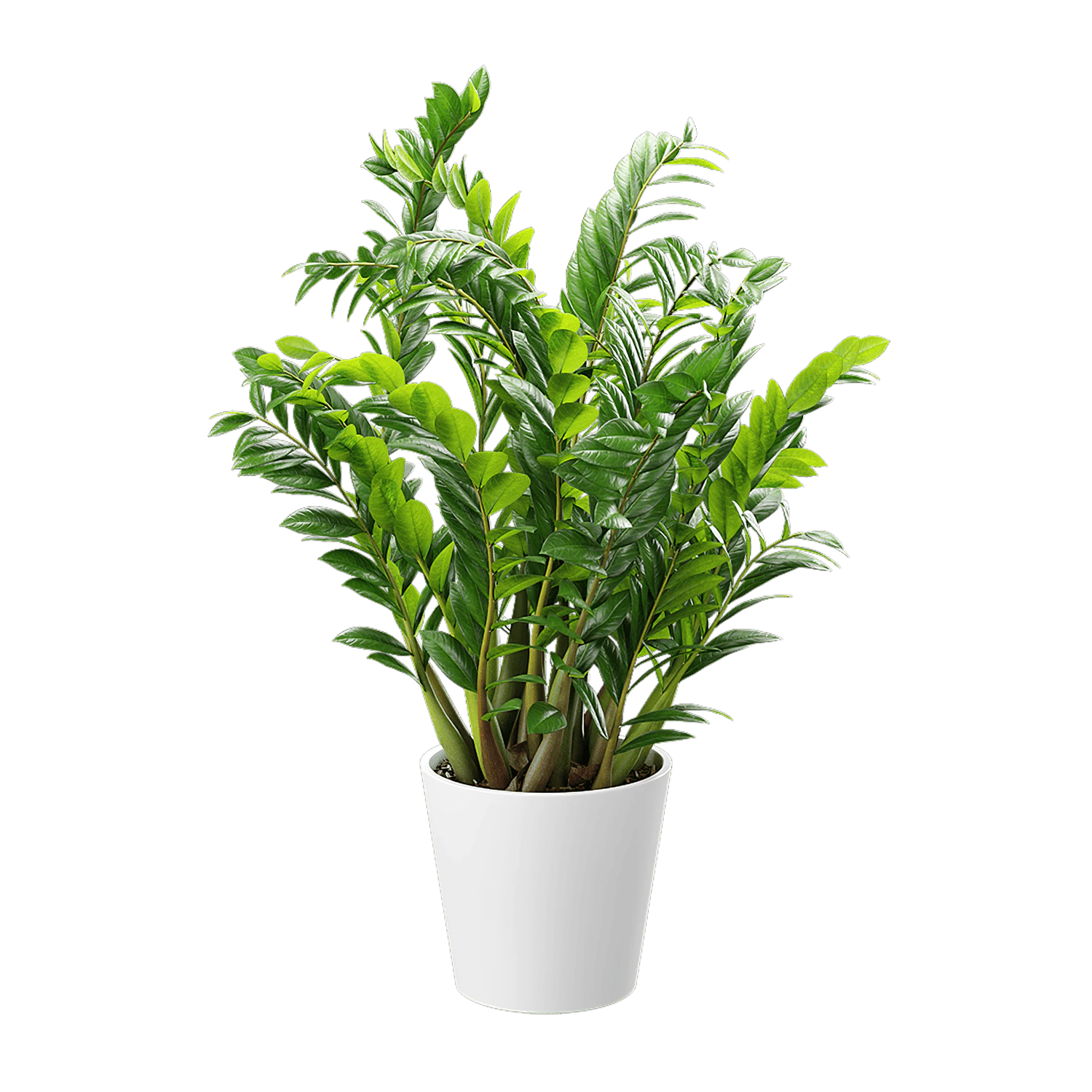 plant zz — Скачать