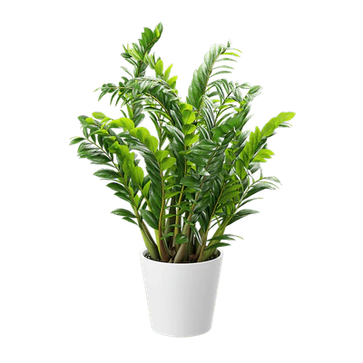 plant zz — Скачать