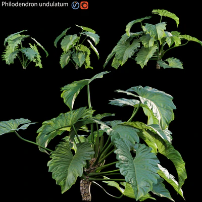Philodendron undulatum - 01 — скачать