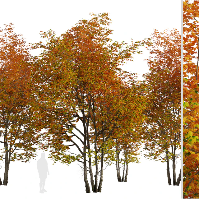 Set of Silver maple Tree (Creek maple) (2 Trees) — Descargar