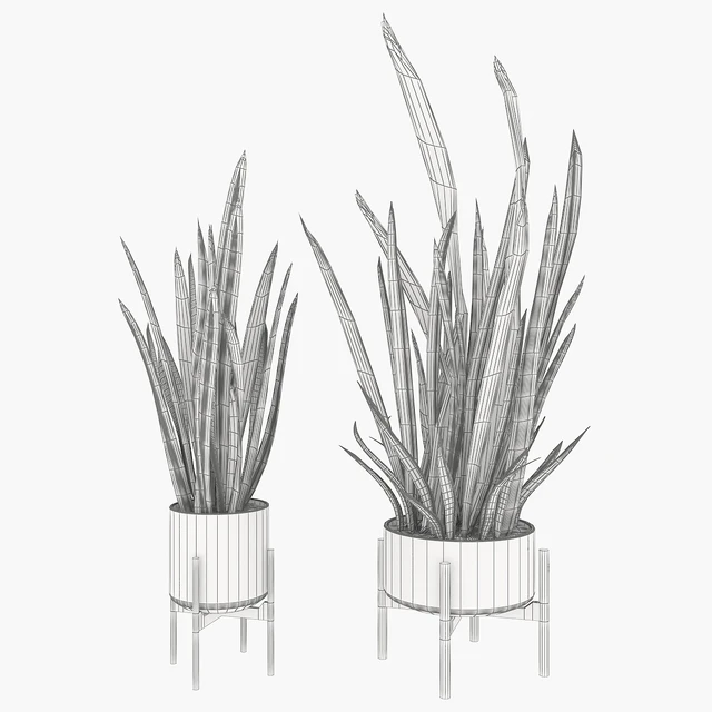 Sansevieria 2 — Descargar