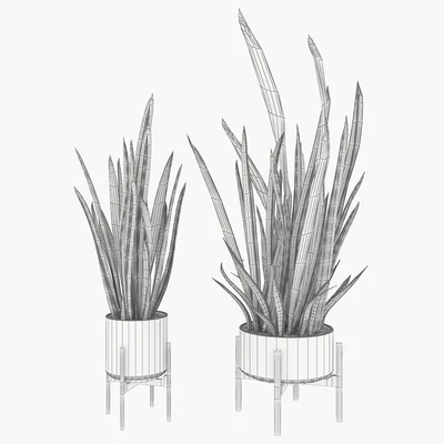 Sansevieria 2 — Ver 3