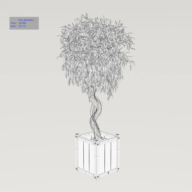 Ficus \ Benjamina — Descargar
