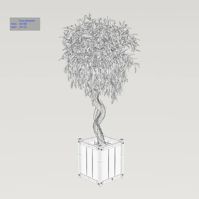 Ficus \ Benjamina — Ver 3
