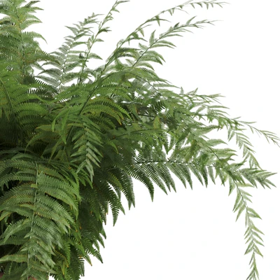 Fern in a clay vase — Ver 2