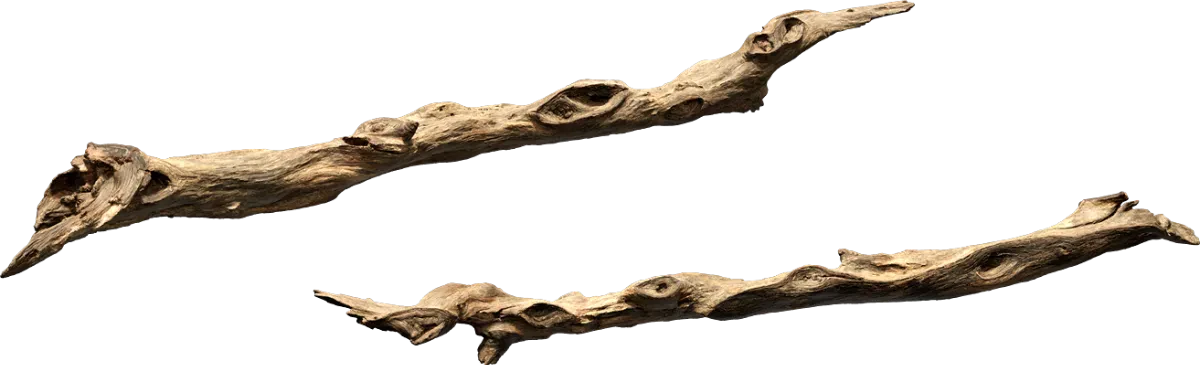 tree branch 003 — Descargar