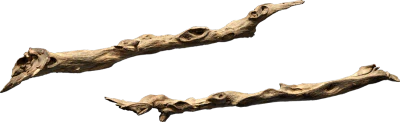 tree branch 003 — Descargar