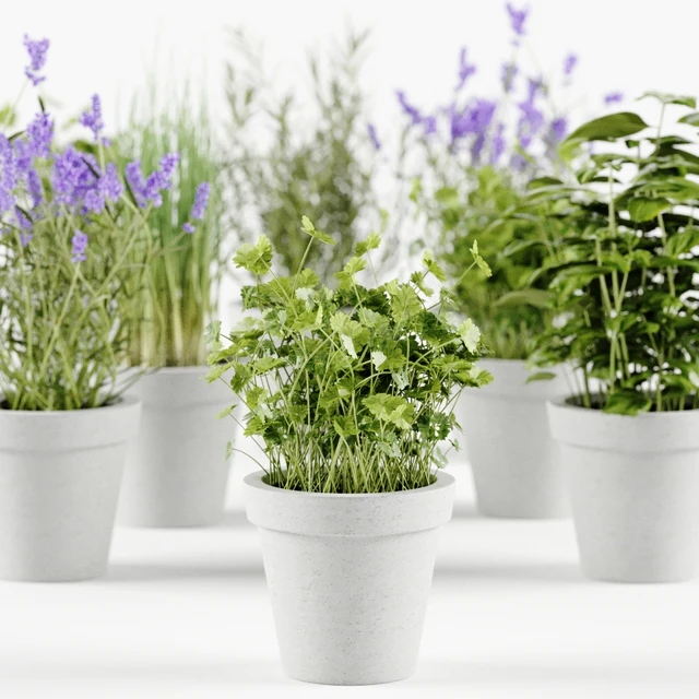 Herbs in concrete pots — Descargar