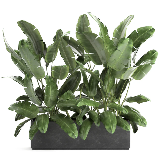 Lush exotic thickets of bushes banana palm ravenala, Strelitzia in a metal pot flowerbed. 866. — Descargar