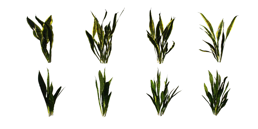 snake plant 001 — Скачать