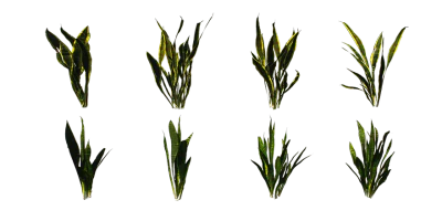 snake plant 001 — Скачать