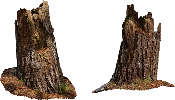 pine tree stump 004 — Descargar