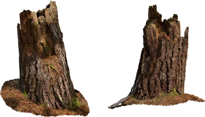 pine tree stump 004 — Descargar