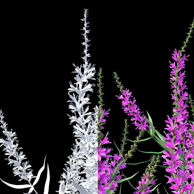 Дербенник иволистный цветы | Lythrum salicaria — Скачать